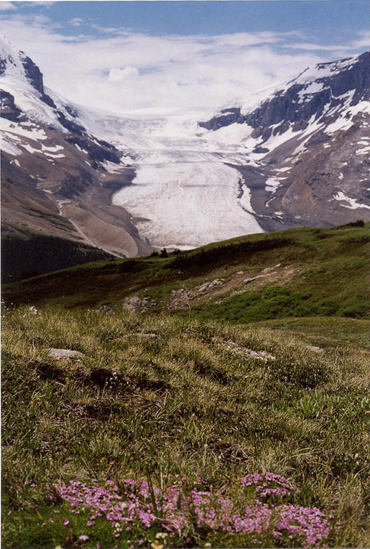 Athabasca Glacier & Moss Campion
