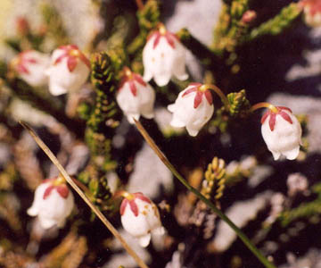 Mountain Heather