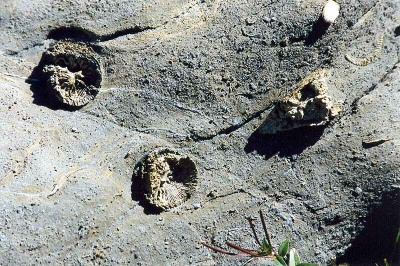 Fossils