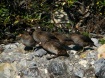 Harlequin Ducks