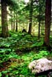 Rockies Rain Forest