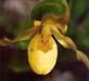 Yellow Lady Slipper