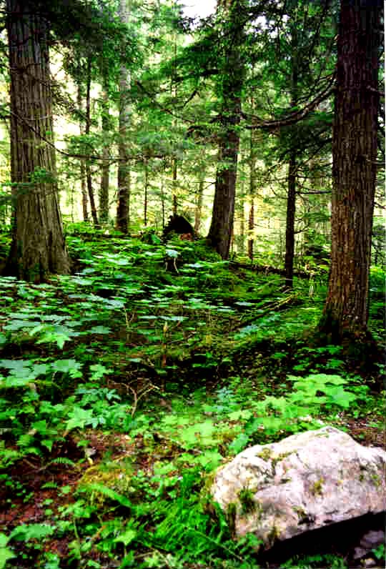 Rockies Rain Forest