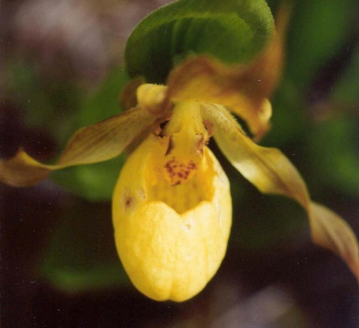 Yellow Lady Slipper