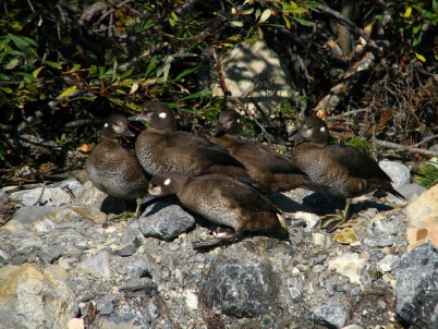 Harlequin Ducks