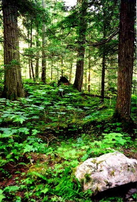 Rockies Rain Forest