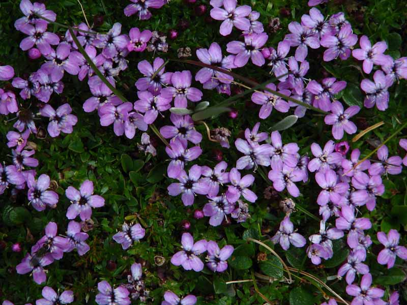 Moss Campion