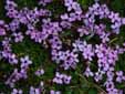 Moss Campion
