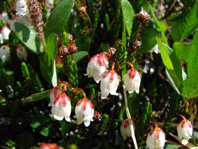 Mountain Heather