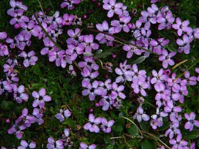Moss Campion