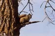 Tree Squirrel