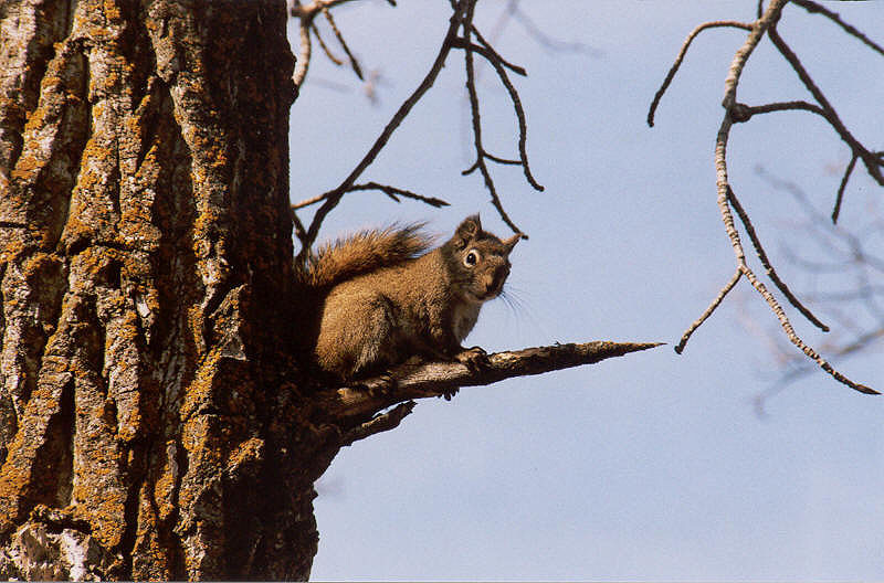 Tree Squirrel