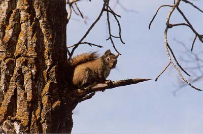 Tree Squirrel
