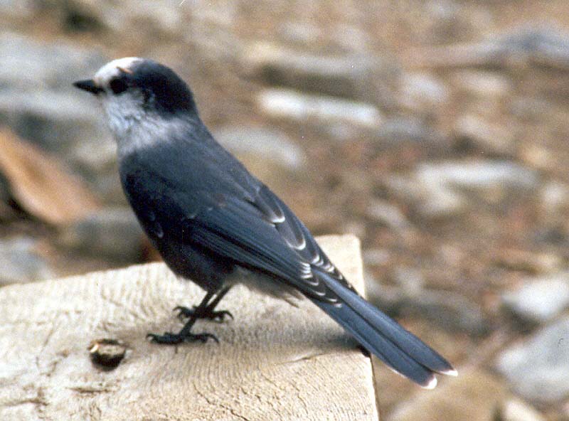 Gray Jay