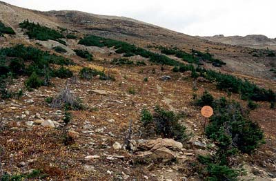 Burgess Shale
