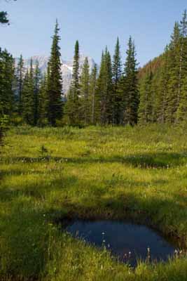 Marshy Meadow                