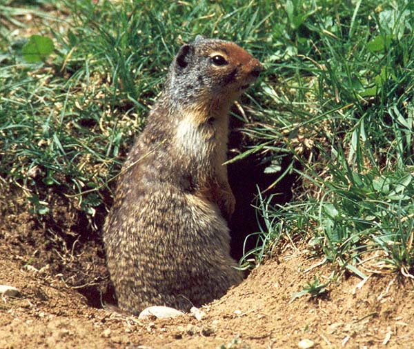 Columbian Ground Squirrel