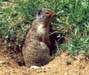 Columbian Ground Squirrel