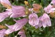 Pink Wildflower
