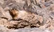 Marmot