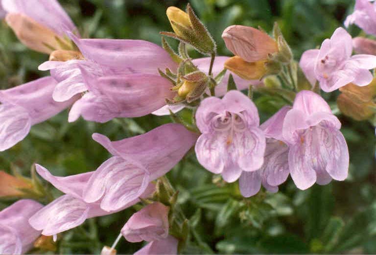 Pink Wildflower