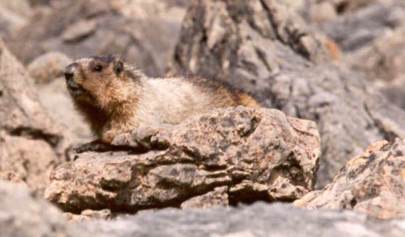 Marmot